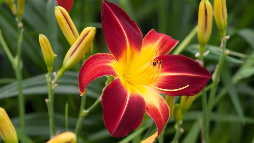 19 Gorgeous Long-Blooming Perennials to Make Your Garden Shine All Season