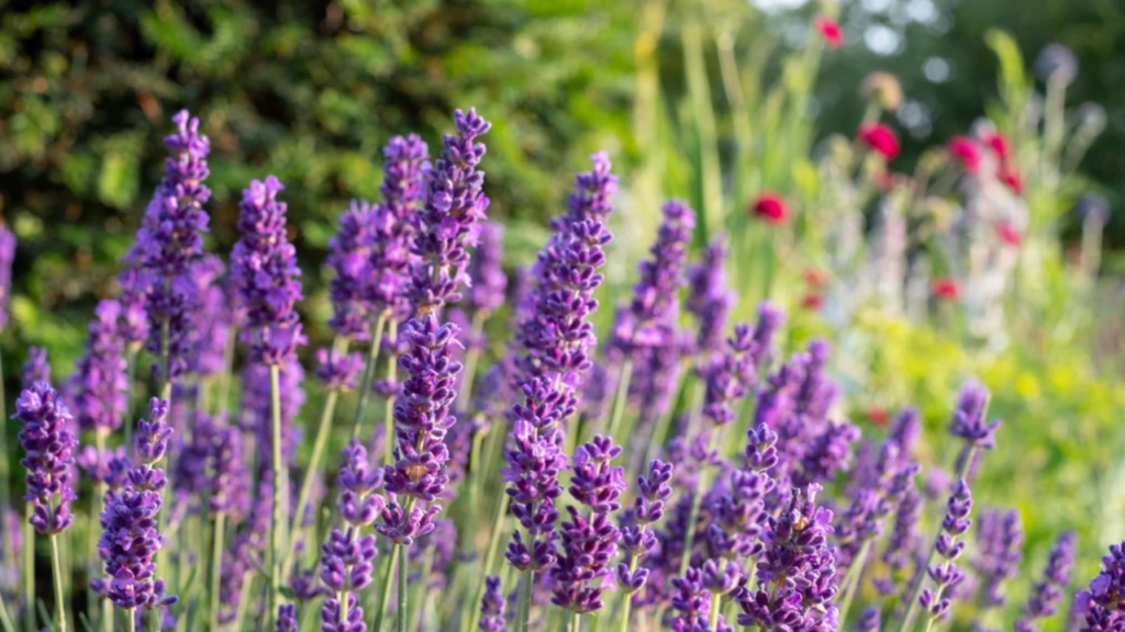 19 Gorgeous Long-Blooming Perennials to Make Your Garden Shine All Season