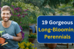 19 Gorgeous Long-Blooming Perennials to Make Your Garden Shine All Season