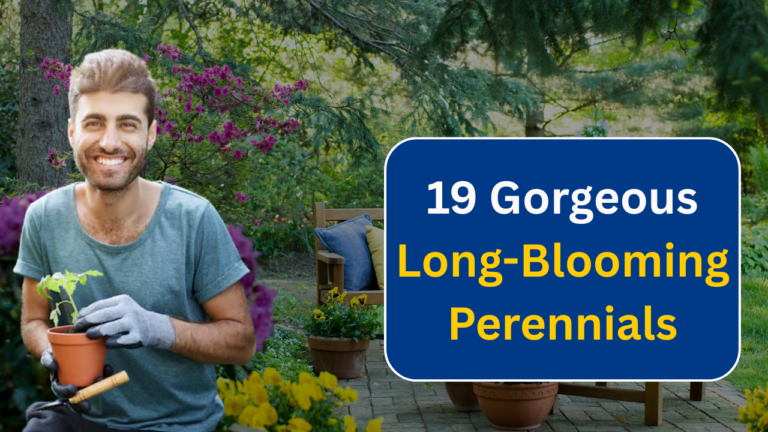 19 Gorgeous Long-Blooming Perennials to Make Your Garden Shine All Season