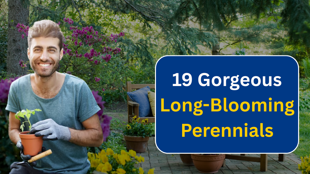 19 Gorgeous Long-Blooming Perennials to Make Your Garden Shine All Season