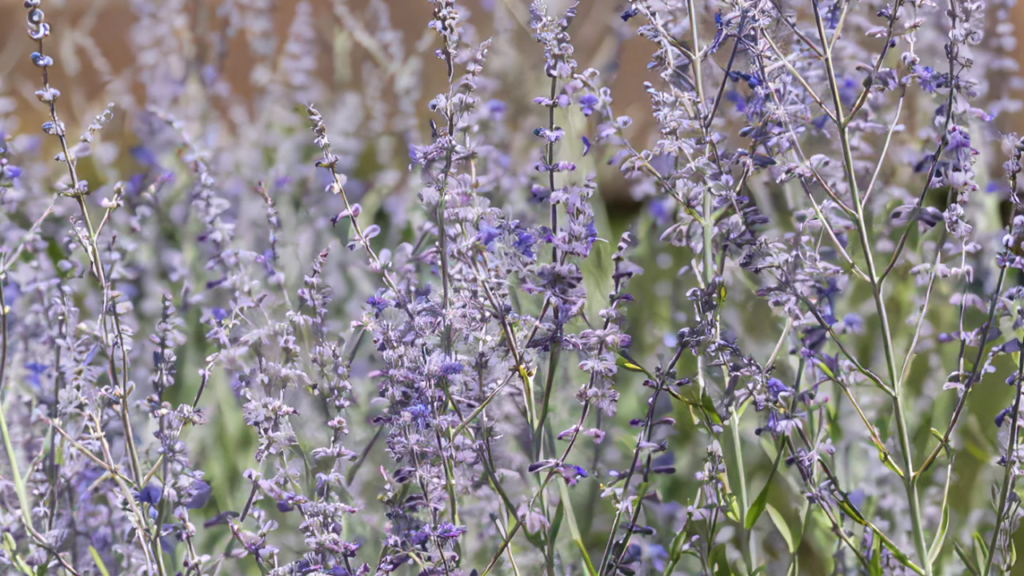19 Gorgeous Long-Blooming Perennials to Make Your Garden Shine All Season