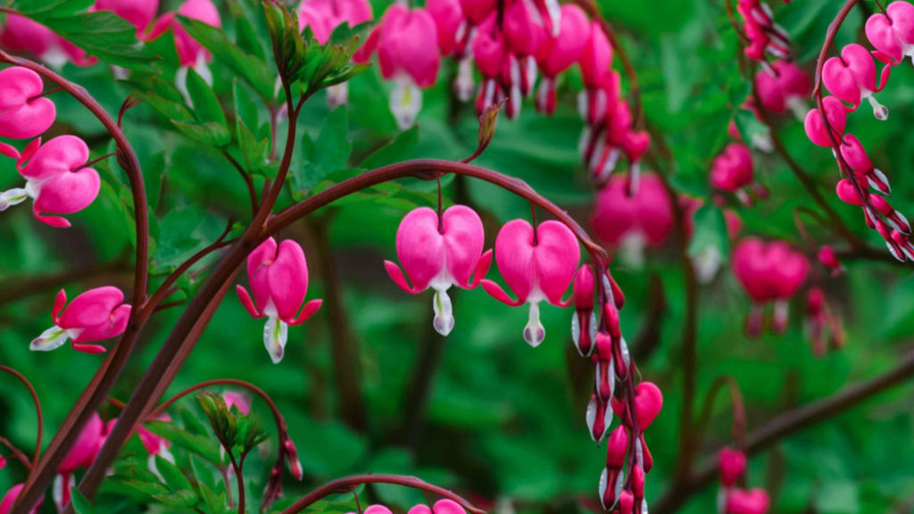 19 Gorgeous Long-Blooming Perennials to Make Your Garden Shine All Season